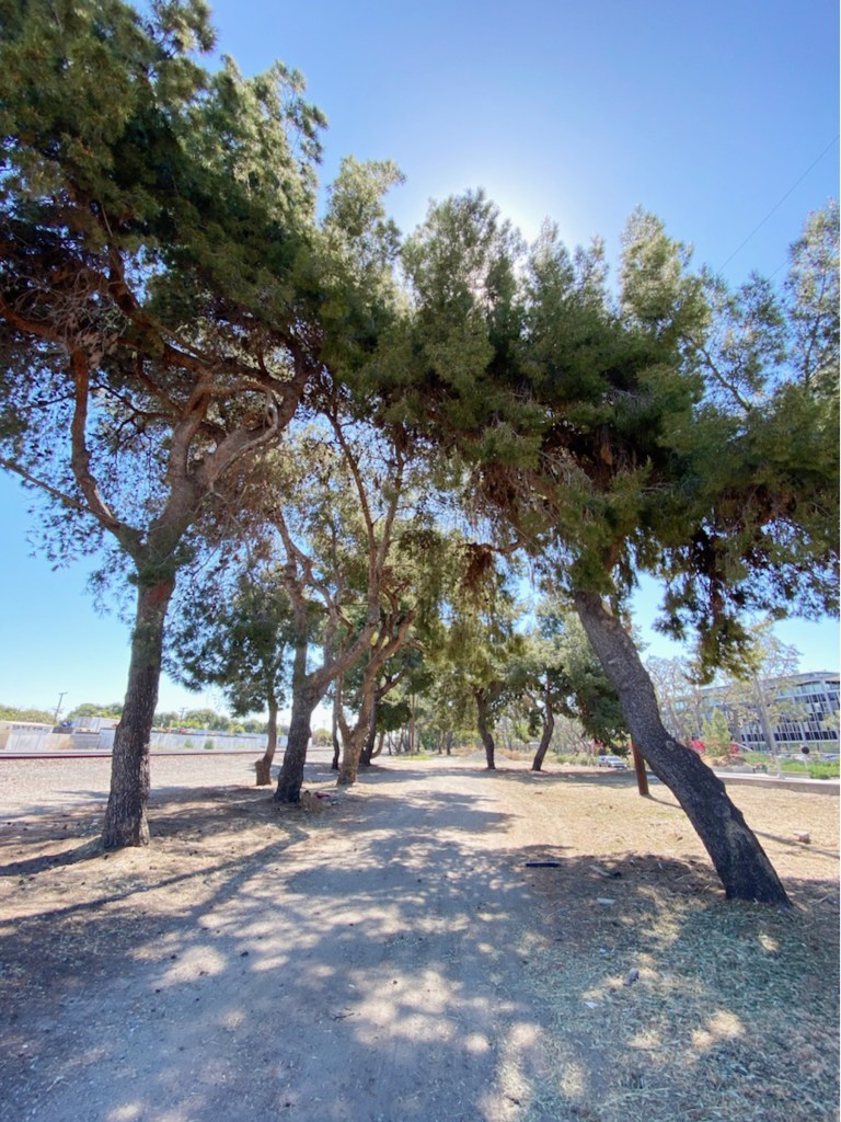 TreeScarce South Fullerton to Lose More Historic Trees Fullerton